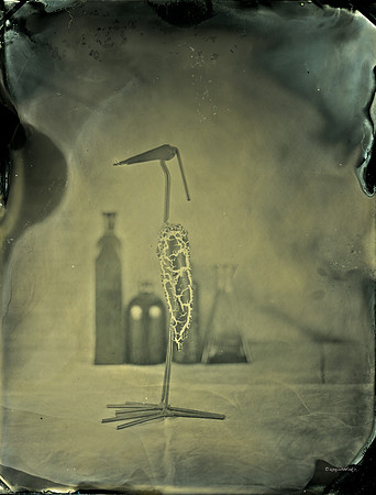 wet plate collodion, still life