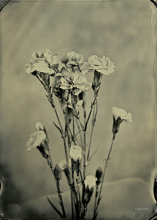 collodion, wet plate, portraits, still life, tintypes