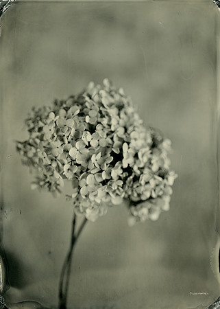 collodion, wet plate, portraits, still life, tintypes