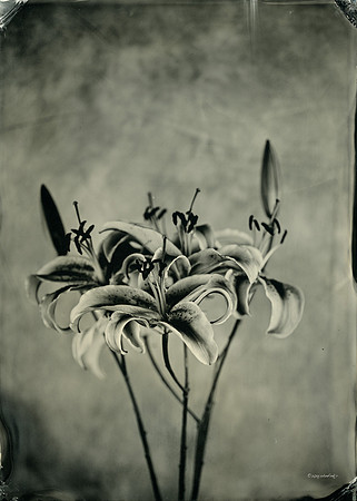 collodion, wet plate, portraits, still life, tintypes
