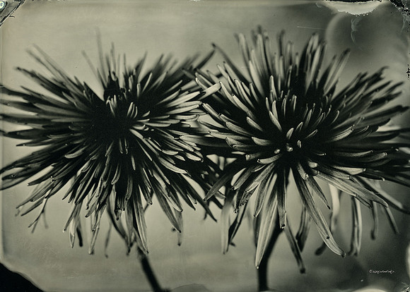collodion, wet plate, portraits, still life, tintypes