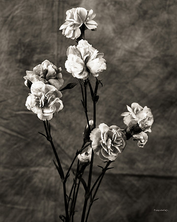 Flora, Flowers, Still Life