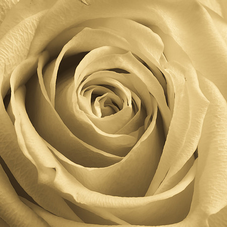 Art, Color, Flowers, Floral, Photo Art, ©johnfinkjr