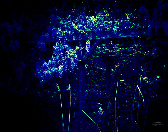 Blue Shade