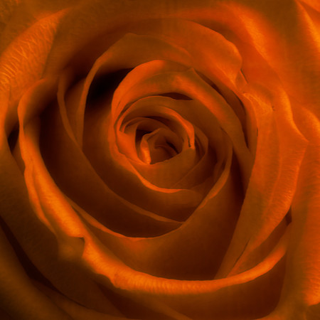 Art, Color, Flowers, Floral, Photo Art, ©johnfinkjr