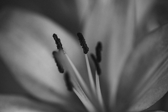 B&W, Flora, Nature, Forest, ©johnfinkjr
