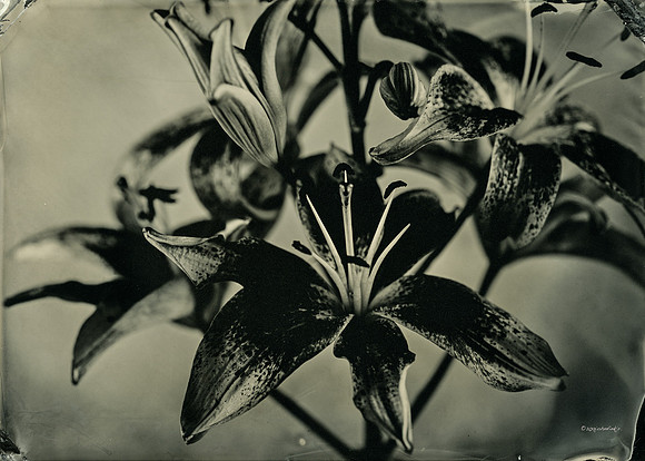 collodion, wet plate, portraits, still life, tintypes