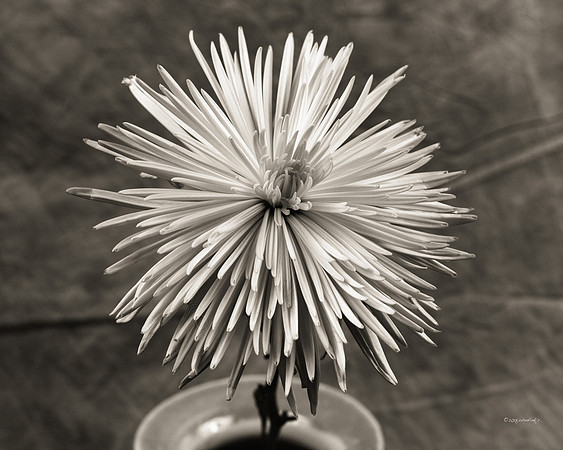 Dahlia