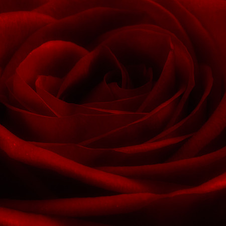 Art, Color, Flowers, Floral, Photo Art, ©johnfinkjr