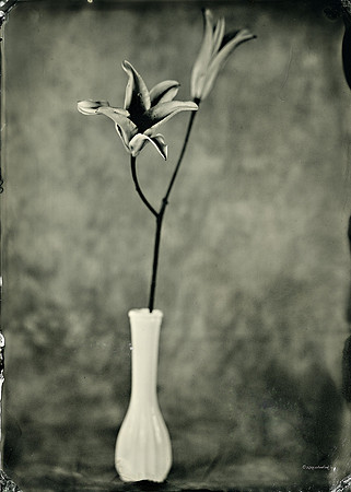 Wet Plate Collodion, Lilies, flowers