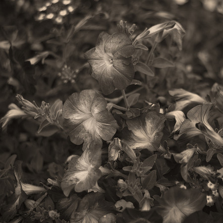 Art, Color, Flowers, Floral, Photo Art, ©johnfinkjr