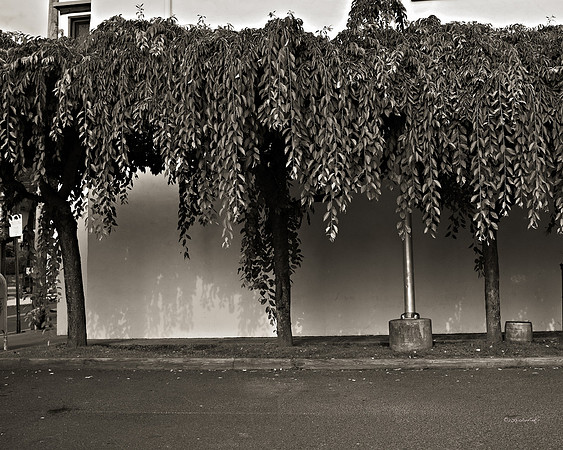 Trees, Roots, Nature, B&W, Color