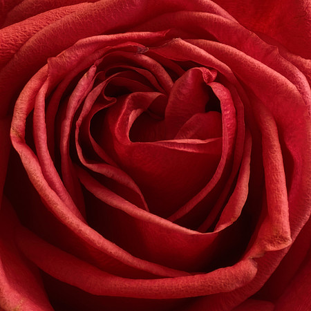 Art, Color, Flowers, Floral, Photo Art, ©johnfinkjr