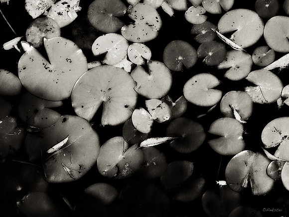 Lily Pads #2