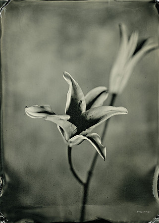 Lily