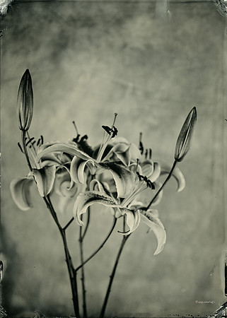 collodion, wet plate, portraits, still life, tintypes