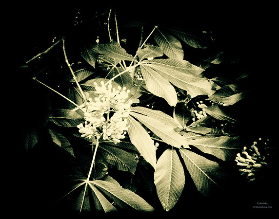 Light From The Back
