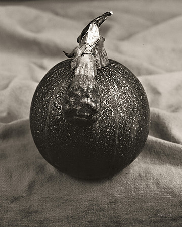 still life, organic matter, vegetables, of the earth series