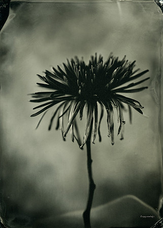 collodion, wet plate, portraits, still life, tintypes