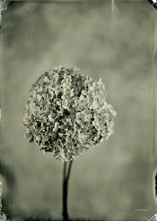 collodion, wet plate, portraits, still life, tintypes