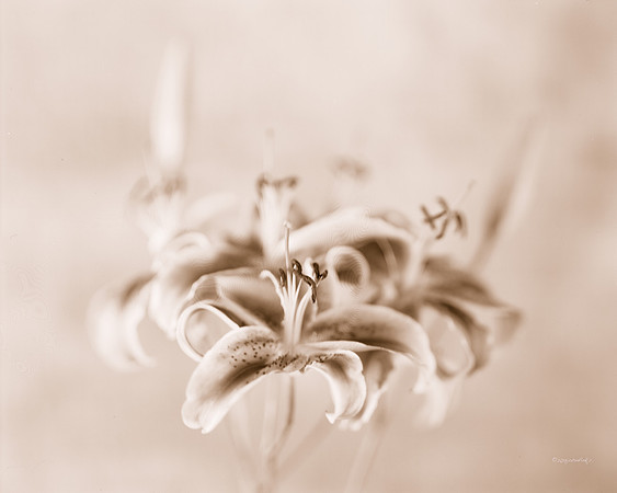 Flora, Flowers, Still Life