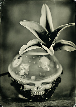 Wet Plate Collodion, Lilies, flowers