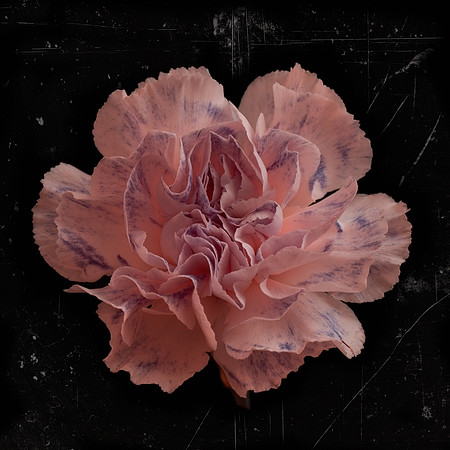 Art, Color, Flowers, Floral, Photo Art, ©johnfinkjr