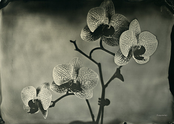 collodion, wet plate, portraits, still life, tintypes
