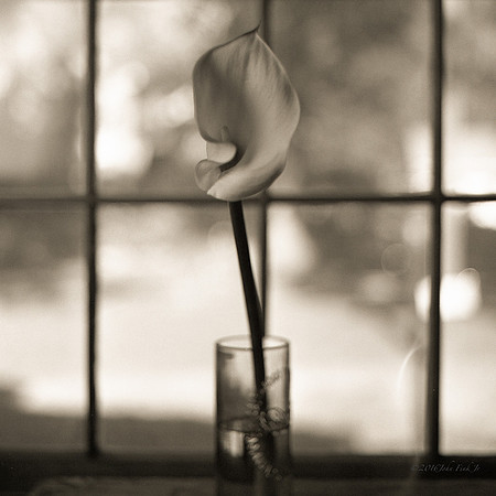 hasselblad, medium format, floral, 6x6