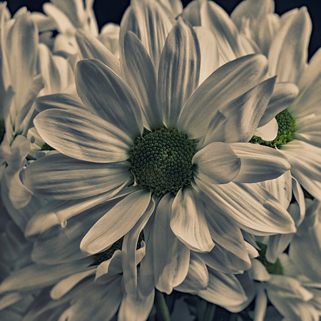 Art, Color, Flowers, Floral, Photo Art, ©johnfinkjr