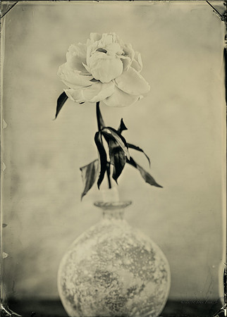 Single Rose In Blue Glass
