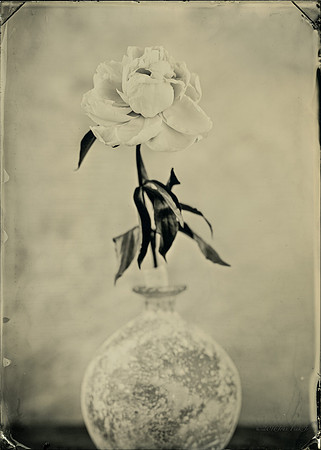 collodion, #wet plate collodion, #flora, #flora abstractions, #still life, #tintypes