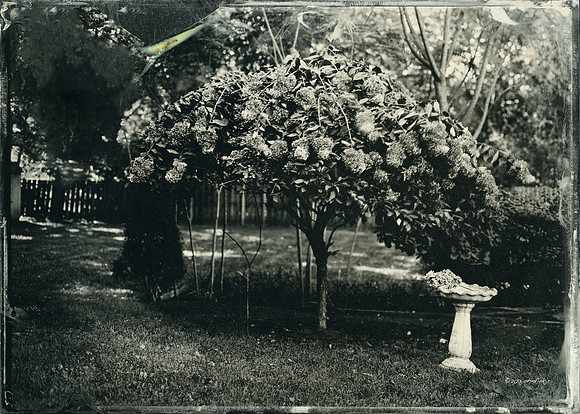 wet plate collodion, landscapes, trees, exterior spaces, exterior structures