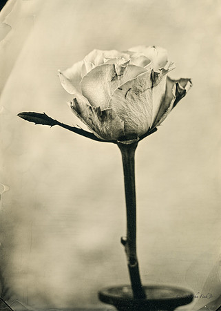 collodion, #wet plate collodion, #flora, #flora abstractions, #still life, #tintypes