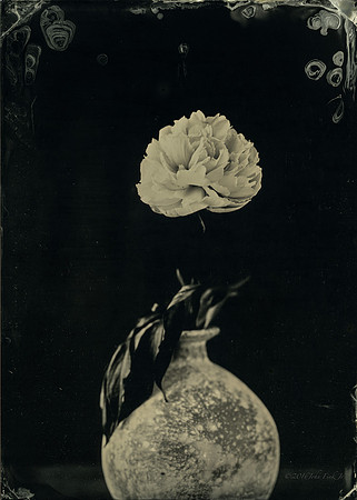 White Rose In Blue Glass