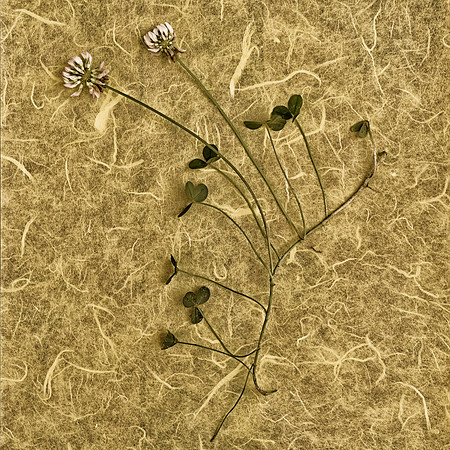 Art, Color, Flowers, Floral, Photo Art, ©johnfinkjr