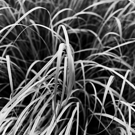 B&W, Flora, Forest, Nature, ©johnfinkjr