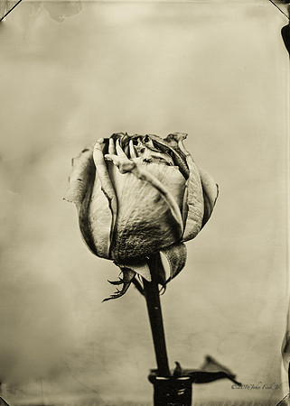 collodion, #wet plate collodion, #flora, #flora abstractions, #still life, #tintypes