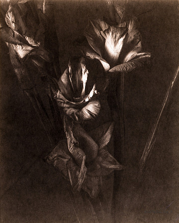 Gladiolus