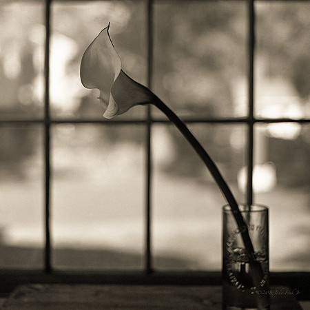 hasselblad, medium format, floral, 6x6