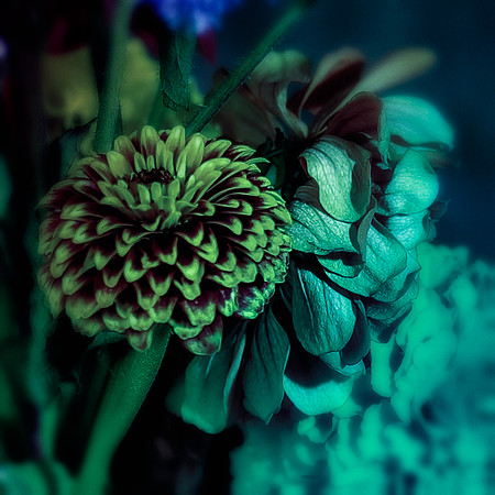 Art, Color, Flowers, Floral, Photo Art, ©johnfinkjr