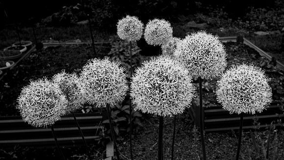 B&W, Flora, Forest, Nature, ©johnfinkjr