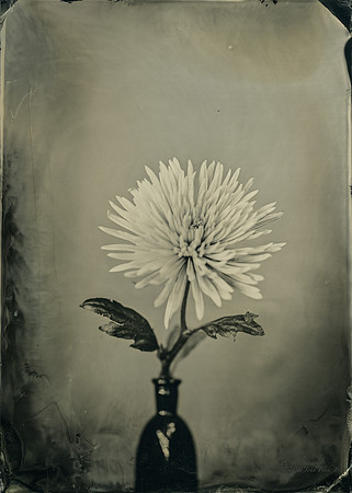 collodion, #wet plate collodion, #flora, #flora abstractions, #still life, #tintypes