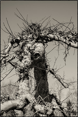 Trees, Nature, Sculpture, Alien Sculpture series,