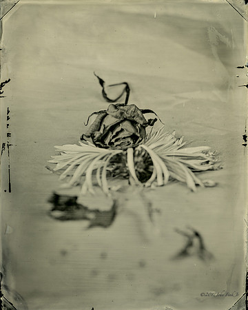 #collodion, #wet plate collodion, #flora, #flora abstractions, #still life, #tintypes