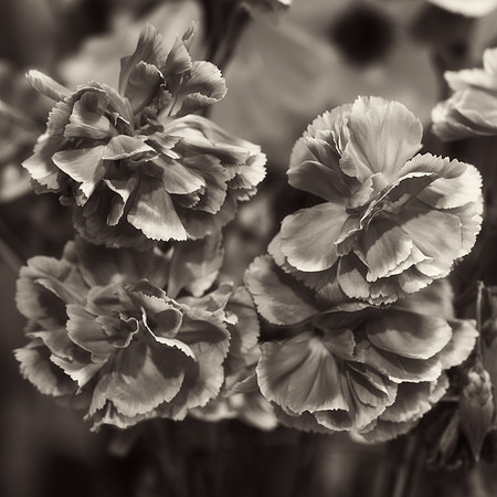 Art, Color, Flowers, Floral, Photo Art, ©johnfinkjr