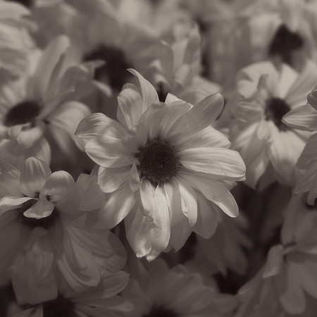 Art, Color, Flowers, Floral, Photo Art, ©johnfinkjr