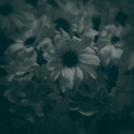 Art, Color, Flowers, Floral, Photo Art, ©johnfinkjr