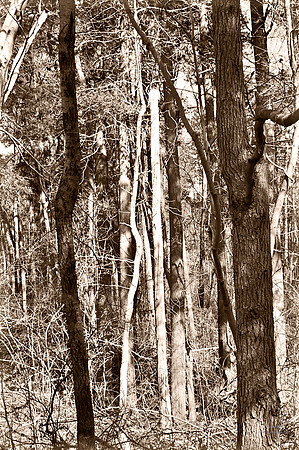 "Trees, Roots, Nature, B&W, Color"