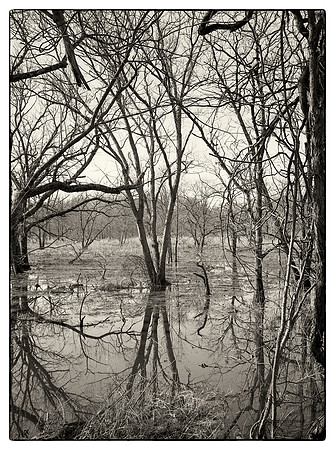 Delaware,  Raritan Canal,  Wetlands, Nature